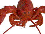 In memory of Louie the Lobster
