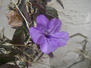 IMGP3895