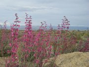 IMGP3946