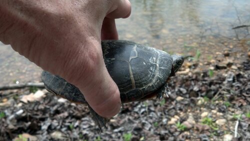 holding turtle in hand