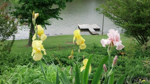 irises in bloom